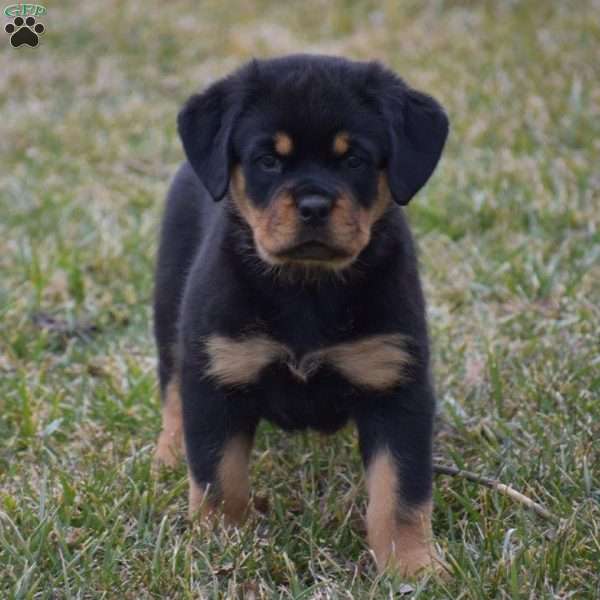 Cecily, Rottweiler Puppy